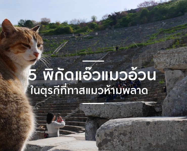 5 พิกัดแอ๊วแมวอ้วนในตุรกี